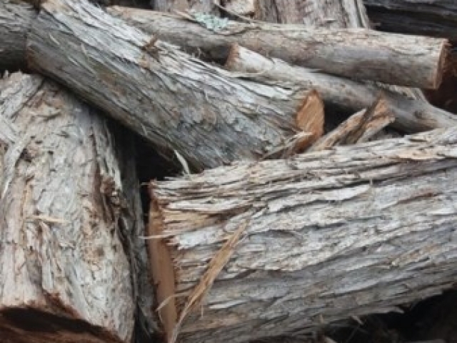 Close up cut wood